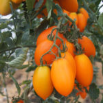 Pelbagai tomato Organza (F1)