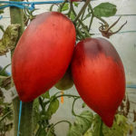 Tomato variety Pascal from Picardy