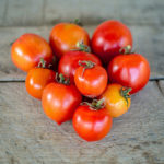 Tomato pelbagai Geranium Kiss (Geranium ciuman)