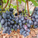 Furor grape variety