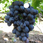 Grape variety Mercedes (Hadji Murat)