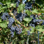 Grape variety Strashensky