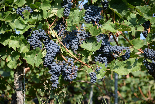 Grape variety Strashensky