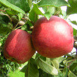 Apple variety Red Delicious