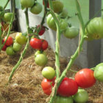 Kepingan tomato berwarna merah jambu