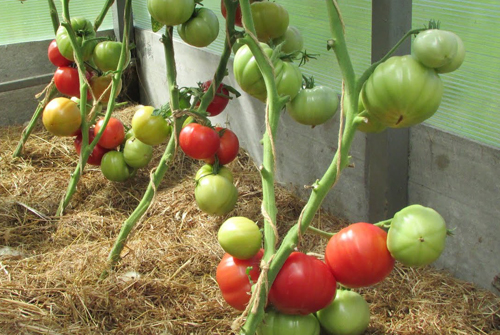 Tomatvariante Brandy pink