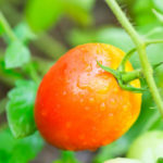 Korolevich pelbagai jenis tomato