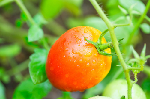 Tomato variety Korolevich