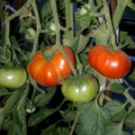 Tomatvarianter Munter nabo