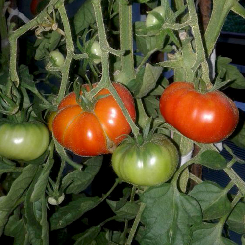 Tomato variety Cheerful neighbor