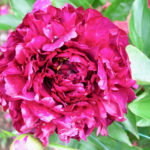 Sorotan Peony (Sorotan)