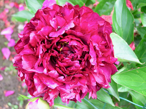 Sorotan Peony (Sorotan)