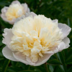 Pencuci mulut Peony Laura (pencuci mulut Laura)