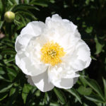 Peony Miss America (Miss America)