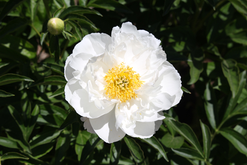 Peony Miss America (Miss America)