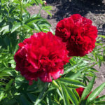 Rahmat Peony Red