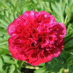 Penangkapan Peony Rubra (Rubra plena)