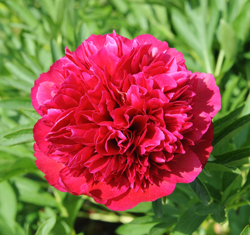 Αιχμαλωσία Peony Rubra (Rubra plena)