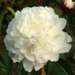 Kuil Peony Shirley (Kuil Shirley)