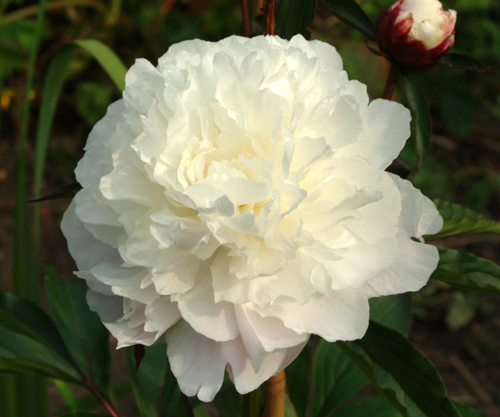 Peony Shirley Temple