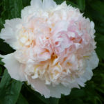 Peony Topp messing