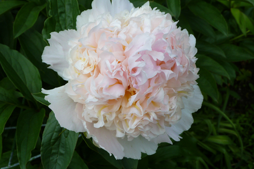 Tembaga Top Peony