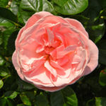 Aphrodite Rose (Aphrodite)