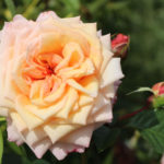 Rose Barock