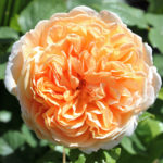 Rose Crown Princess Margareta (Κορώνα πριγκίπισσα Μαργαρίτα)