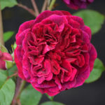 Rose Munstead wood