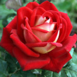 Rose Ny mote (Ny mote)