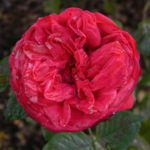 Piano Rose Red