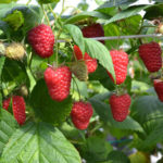 Varieti raspberry Enrosadir