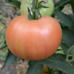 Alesi tomato variety (F1)