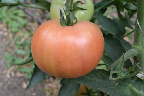 Alesi tomato variety (F1)