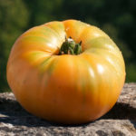 Amana tomato variety orange