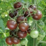 Tomato variety Dark chocolate