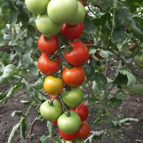 Tomato variety Money bag