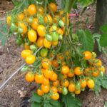 Ildi tomato variety