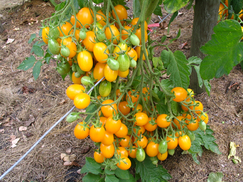 Kepelbagaian tomato Ildi