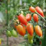 Tomato variety Candy Sweet icicles