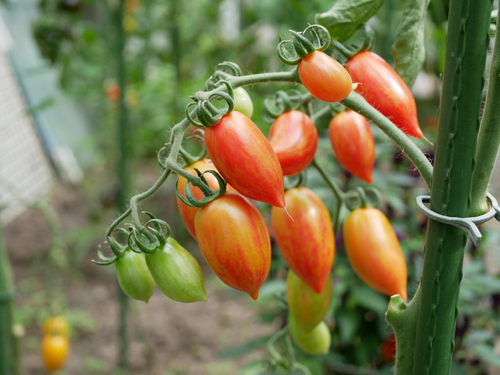 Tomato variety Candy Sweet icicles