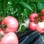 Tomato variety Manuza (F1)