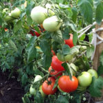 Tomatsort Nastena (F1)