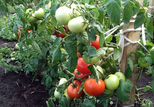 Tomatsort Nastena (F1)