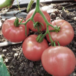 Pelbagai tomato Pink Margari (F1)