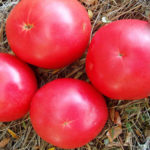 Tomato variety Pink unique (F1)