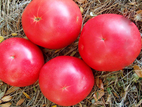 Kepelbagaian warna merah jambu unik (F1)