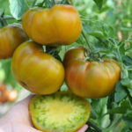 Tomato pelbagai Rum baba