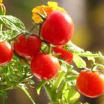 Tomato variety Garden pearl